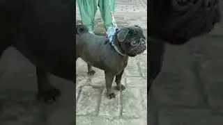 black pug female Available    ||| Age 12  months