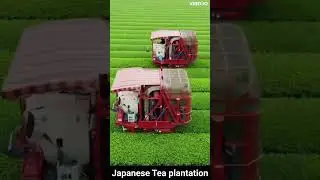 Japanese Tea plantation #shorts #gardning #harvest