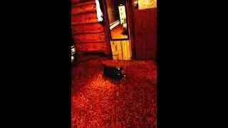 GoCat Da Bird Cat Toy - Positive Review