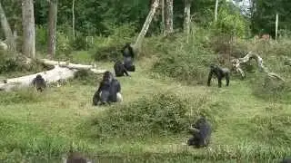 Ballade &agrave; la vall&eacute;e des singes