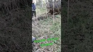 Металлокоп2023#топ#находки #траки