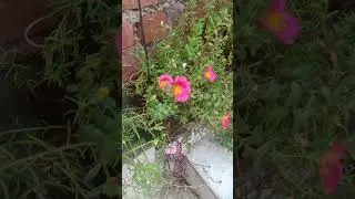 # 9 bajiya plants ise parchulica  bhi kahte hai