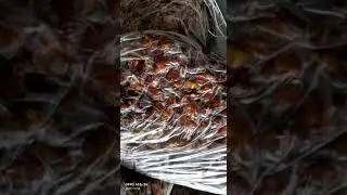 Indian golden dry tamarind for exports from vizag port India