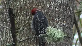 Red-breasted Sapsucker (Sphyrapicus ruber) - Foraging