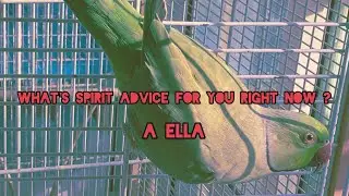 What&rsquo;s spirit advice for you right now ? - Pick a Card