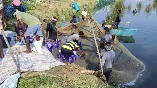 vanamei Shrimp Harvesting and packaging 🦐🦐🦐🦐