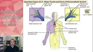PHYL 142 | Lymph | Lymphedema & Lymphatic Ducts