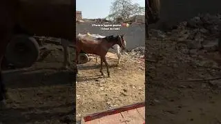 Tiere gerettet 🥺💔😭