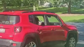 Clunkers Backing In with the Jeep #schnauzer #schnauzerlove #jeep 