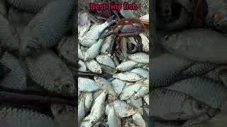 best tiny fish | small fish | survival fish video | fish video #fish #fishing #shorts #viral