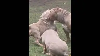 #bullylife 