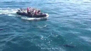 Kauai Sea Tours