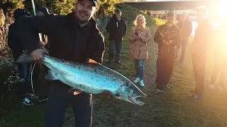 LAXFISKE I SOLLEFTEÅ (16kg!)