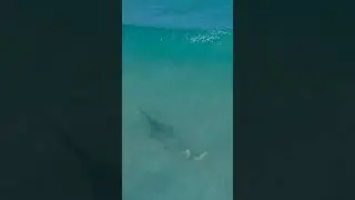 HUGE SAW FISH CREEPS UP ON SURFER IN MIAMI! #SawFish #CloseCall #StephCoProductions