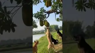 Kutta vs Hanuman | High Jump Attack Scene 😱🔥 #shorts #animals #dog #monkey
