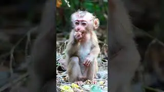 Pity smallest baby monkey Nori, Nori fulled eating
