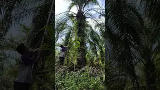 The process of harvesting palm oil fruit by Indonesian farmers looks easy but is actually difficult