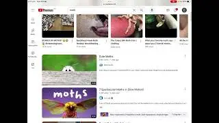 Moth phobia test