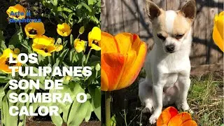 Los tulipanes son de sombra o calor
