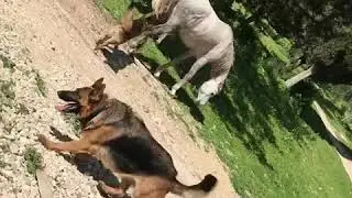 Horse kick dogs