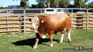 Bullock Hills Simmental Stud 2017 Sale Team Preview