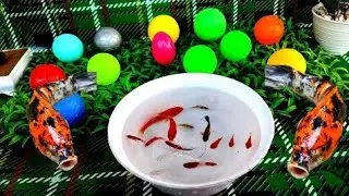 Catch beautiful aquarium fish in small pond: baby turtles, eels, iguana, cute fish, tadpoles, nemo