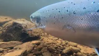 River Conon salmon fishing 10lb springer 2020