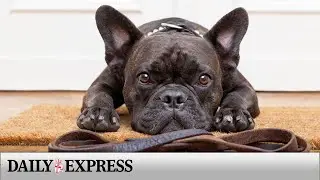 More than 2,000 dogs stolen across UK last year