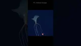 Squid is a marine animal that belongs to the mollusk group