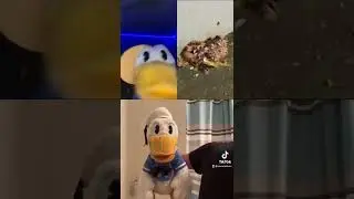 Donald Ducc is upset with Donald #shorts