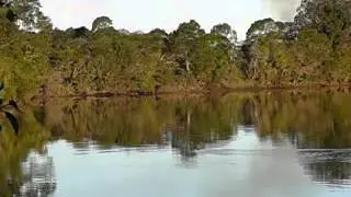 coraki