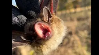 LITTLE BROWN BAT a little grumpy about being remove from our clients home!