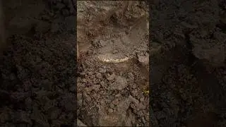 old gold medal recovery treasure hunt video #treasurehunt #shortfeed #shortvideo #shorts