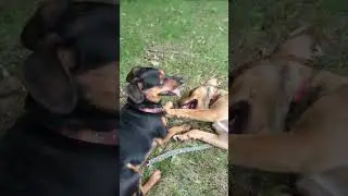 #cutevideo #funnyanimals #animals #adele #adorabledog #cutedog #doglovers #petlover #homeanimals