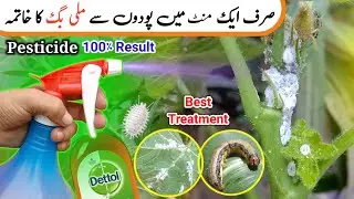 🔴Best easy treatment for mealybugs & insect | High power pesticide | #bahargardening