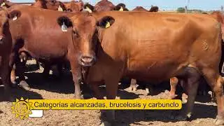 Marcelo Astigarraga - Senasa - Vacunación antiaftosa, brucelosis y carbunclo.