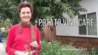 Potato Vine Care