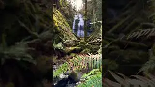 FernGully 😍 #waterfall #shorts