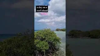 #reef #island #mangrove #forest #fish #aruba #relaxing #nature #viral #video #travel #shorts #ideas