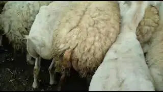Qara Dolaq Qoyunlar satılır super