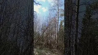 Ури