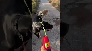 This wonder will blow your mind 🤯#dogleash #doubleleash #DoubleDogLeash #AntiTangleLeash