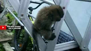 monkeys that like to roam at residents' homes..!!