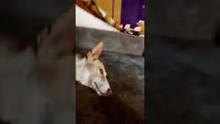 #my #tommy #shorts #video #dog #cardriving #doglover #dogowner #viral #trending #youtubeshorts