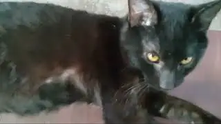 Кошки из Кернса: Знакомьтесь, Бадди/Бад/Бат-Хед, наш выздоравливающий дикий кот, которого мы прин...