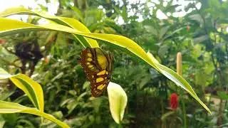 Butterfly, garden, leaf free stock video  Free for use & download
