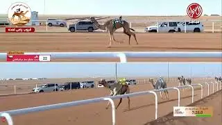 ش3 ( كأس الثنايا عام )كود لـ حمد جارالله علي حسين البريدي12:42:22(مهرجان الملك عبدالعزيز للابل 2025)