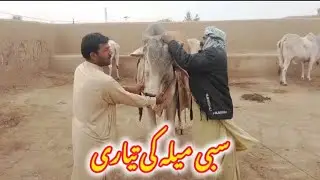 Sibi Bachra #sibbi #bhagnari #viral #viralvideo #youtubeshorts #trending #shorts #short #shortvideo 