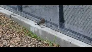 Double bar finch