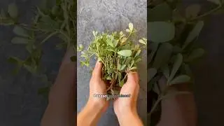 Portulaca: come usarla in cucina 🌿